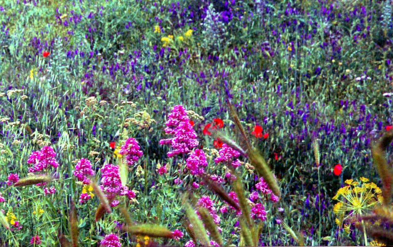 Sicily in Spring: What to Expect in March, April, May, June