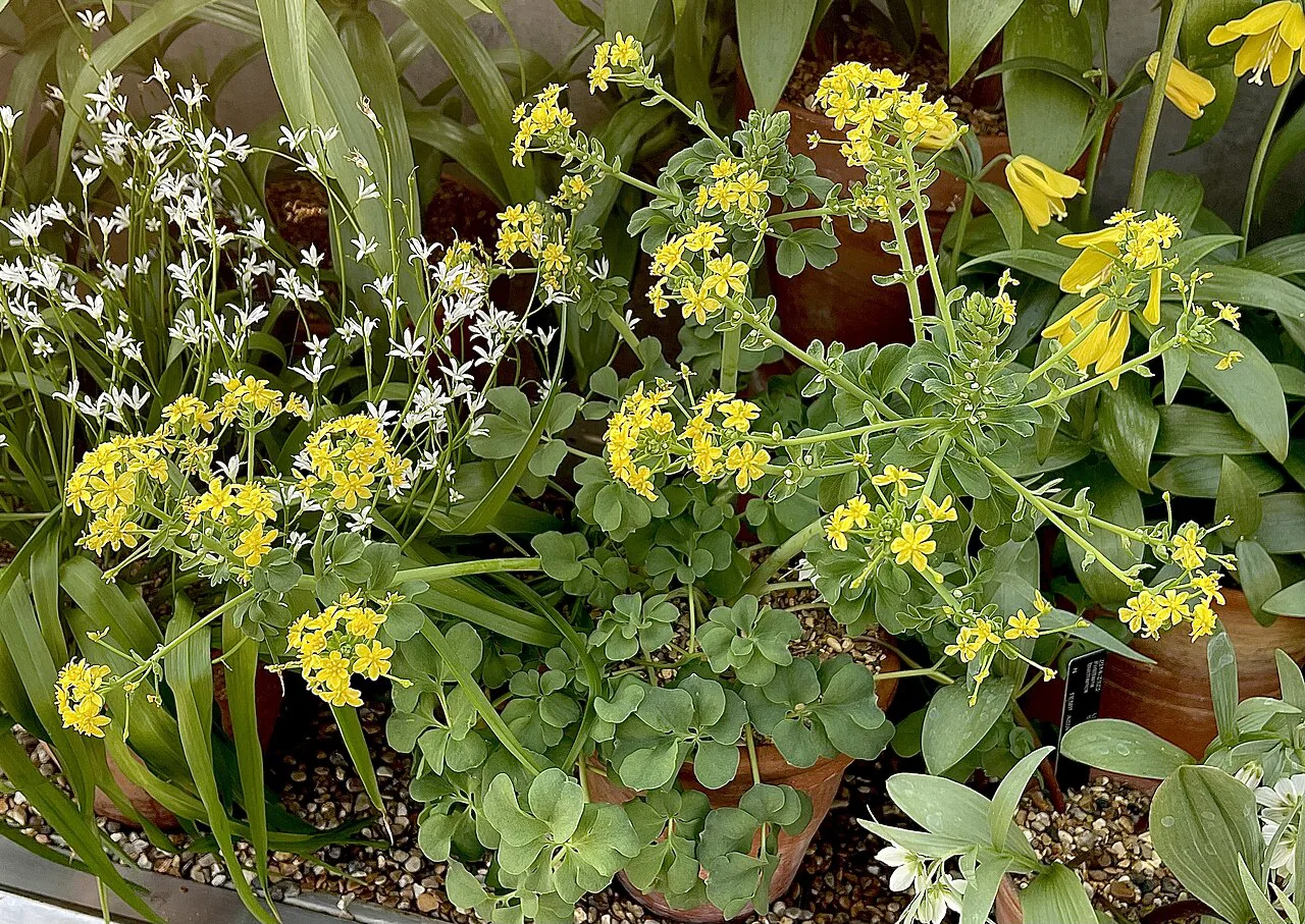 Leontice leontopetalum container plant Kew Gardens
