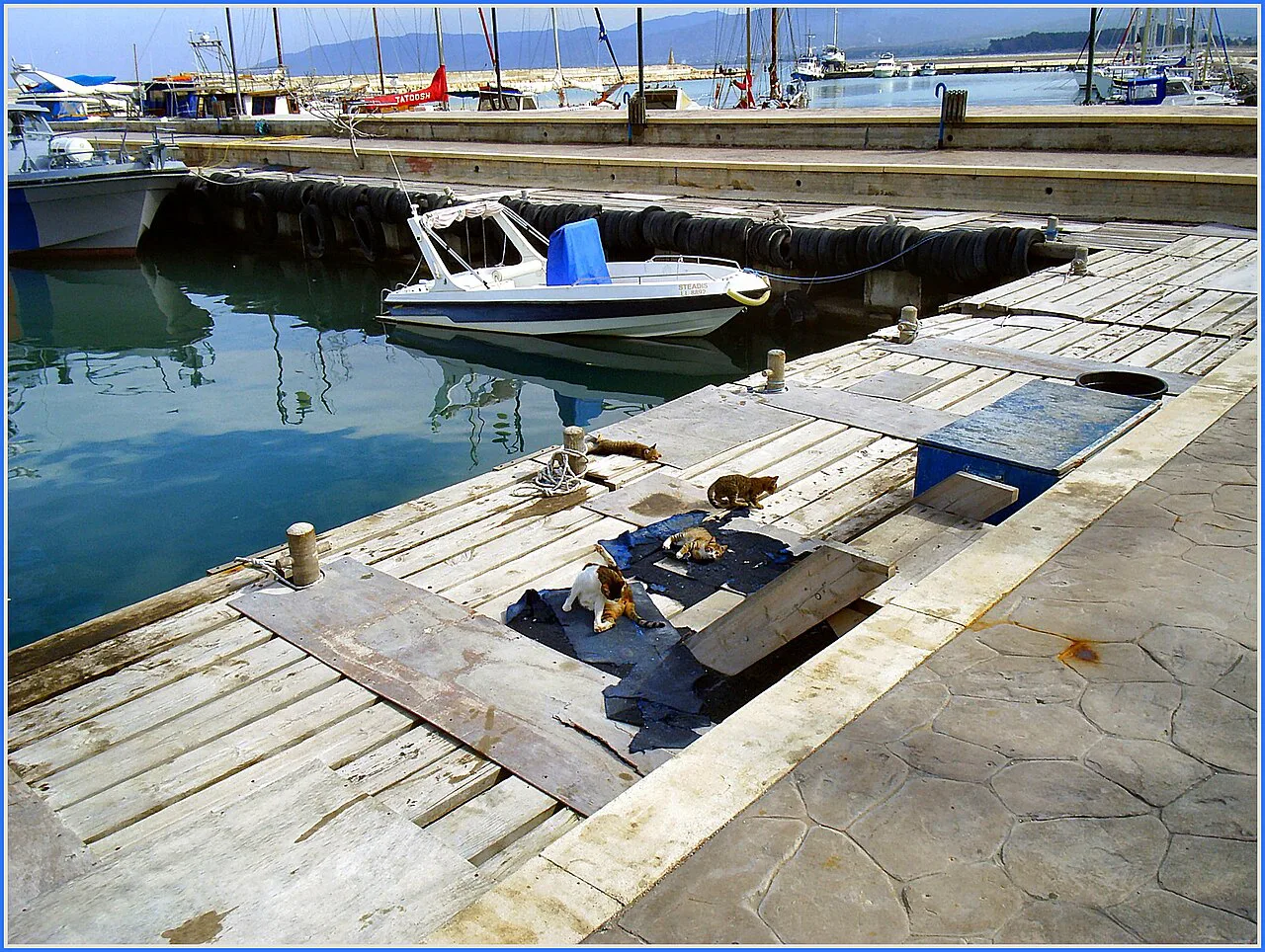 Latchi Baycats.Cyprus, Paphos