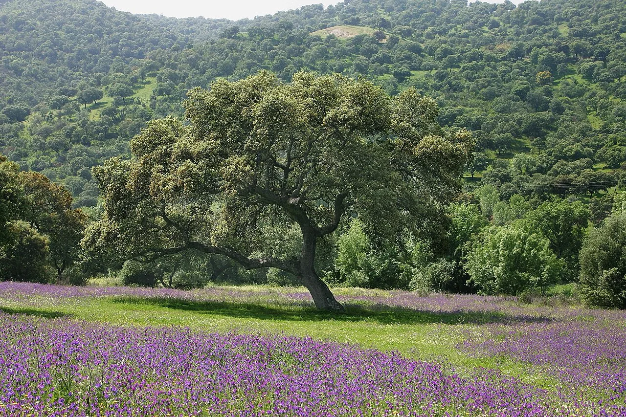 Holm oak Andalusia, Spain